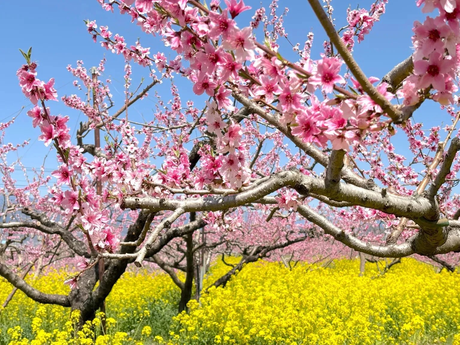 🌸 미사카 도원경 공원 (미사카 토겐쿄 코엔) 이미지 9